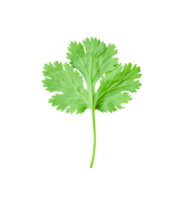 Top view of fresh green coriander or Chinese parsley leaf isolated with clipping path in file format png