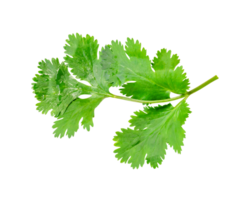 Top view of fresh green coriander or Chinese parsley leaf isolated with clipping path in file format png