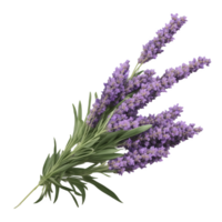 Lavender flowers isolated on transparent background png