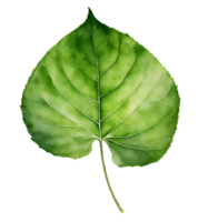 Watercolor and painting green leaf element illustration png