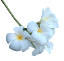 bloeiend wit plumeria rubra bloem of frangipani bloemen brunch png