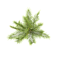 3d rendering of Syagrus romanzoffiana trees on transparent background from top view png