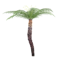 3d rendering of Dicksonia antarctica trees on transparent background png