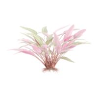 3d illustration of Ctenanthe setosa garden plants isolated on transparent background png