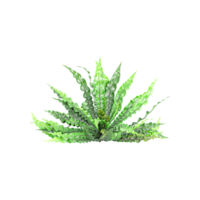 Collection of beautiful Asplenium nidus Crispy Wave trees isolated on transparent background png