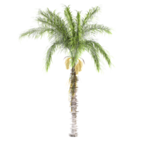 3d rendering of Syagrus romanzoffiana trees on transparent background png