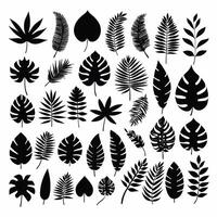 Exotic leaf set 2d collection of tropical leaves silhouette vector