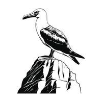 Albatross Image on white background vector