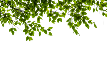 green leaves on a tree branch with a transparent background png