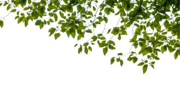 green leaves on a tree branch with a transparent background png