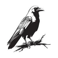 Crow standing on branch Image, Isolated on White Background vector