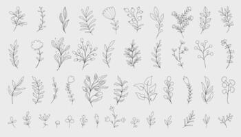 collection forest fern eucalyptus art foliage natural leaves herbs in line style. vector