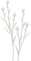 rosado flor silvestre frontera png