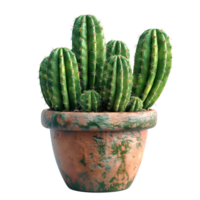 Cactus in pot. Cactus plant in a ceramic vase isolated png