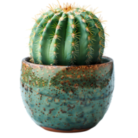 Cactus in pot. Cactus plant in a ceramic vase isolated png