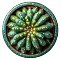 Cactus in pot. Cactus plant in a ceramic vase isolated. Cactus top view isolated. Cactus flat lay isolated png