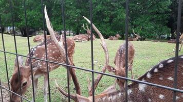 el ocupaciones de ciervo y su manadas en un ciervo conservación zona en un yarda lleno de césped video