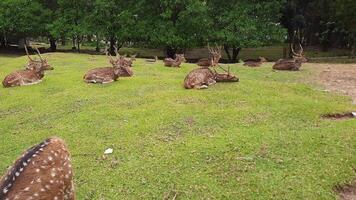 das Aktivitäten von Hirsch und ihr Herden im ein Hirsch Erhaltung Bereich im ein Hof voll von Gras video