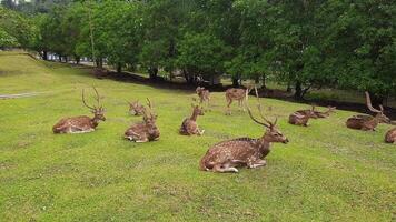 the activities of deer and their herds in a deer conservation area in a yard full of grass video