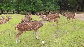the activities of deer and their herds in a deer conservation area in a yard full of grass video