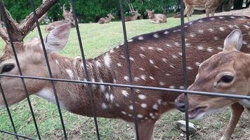 A deer stands near a fence while being fed by visitors in an animal conservation area video