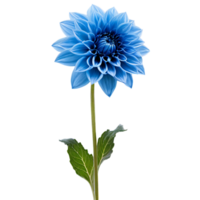 Close-up of a stunning blue dahlia flower with detailed petals, leaves, and stem isolated transparent background png