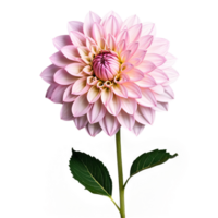 avvicinamento di un' sbalorditivo leggero rosa pastello dalia fiore con dettagliato petali, foglie, e stelo isolato trasparente sfondo png
