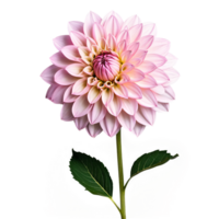 Close-up of a stunning light pink pastel dahlia flower with detailed petals, leaves, and stem isolated transparent background png