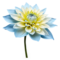 avvicinamento di un' sbalorditivo leggero blu pastello e giallo dalia fiore con dettagliato petali e stelo isolato trasparente sfondo png