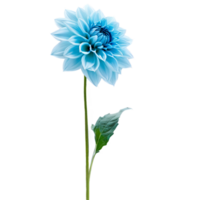 Close-up of a stunning light blue pastel dahlia flower with detailed petals, leaves, and stem isolated transparent background png