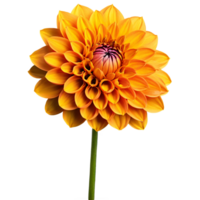 Nahansicht von ein atemberaubend Orange Gelb Dahlie Blume mit detailliert Blütenblätter und Stengel isoliert transparent Hintergrund png