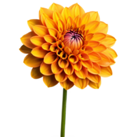 fermer de une étourdissant Orange Jaune dahlia fleur avec détaillé pétales et tige isolé transparent Contexte png