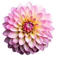 fermer de une étourdissant lumière rose pastel dahlia fleur avec détaillé pétales isolé transparent Contexte png