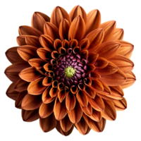 Close-up of a stunning golden brown dahlia flower with detailed petals isolated transparent background png