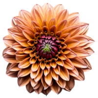 Close-up of a stunning golden brown dahlia flower with detailed petals isolated transparent background png