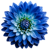 Close-up of a stunning blue dahlia flower with detailed petals isolated transparent background png