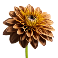 Nahansicht von ein atemberaubend golden braun Dahlie Blume mit detailliert Blütenblätter und Stengel isoliert transparent Hintergrund png