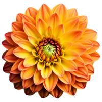 Close-up of a stunning orange yellow dahlia flower with detailed petals isolated transparent background png