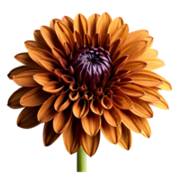 Nahansicht von ein atemberaubend golden braun Dahlie Blume mit detailliert Blütenblätter und Stengel isoliert transparent Hintergrund png