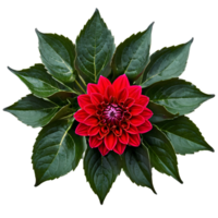 Close-up of a stunning red dahlia flower with detailed petals and leaves isolated transparent background png