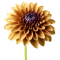 Nahansicht von ein atemberaubend golden braun Dahlie Blume mit detailliert Blütenblätter und Stengel isoliert transparent Hintergrund png