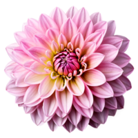 detailopname van een verbijsterend licht roze pastel dahlia bloem met gedetailleerd bloemblaadjes geïsoleerd transparant achtergrond png