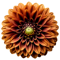 Close-up of a stunning golden brown dahlia flower with detailed petals isolated transparent background png