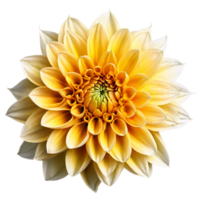 närbild av en fantastisk gul och vit dahlia blomma med detaljerad kronblad isolerat transparent bakgrund png