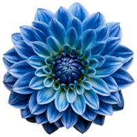 de cerca de un maravilloso azul dalia flor con detallado pétalos aislado transparente antecedentes png