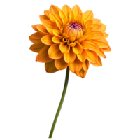 Nahansicht von ein atemberaubend Orange Gelb Dahlie Blume mit detailliert Blütenblätter und Stengel isoliert transparent Hintergrund png