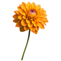 Close-up of a stunning orange yellow dahlia flower with detailed petals and stem isolated transparent background png