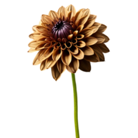 Close-up of a stunning golden brown dahlia flower with detailed petals and stem isolated transparent background png