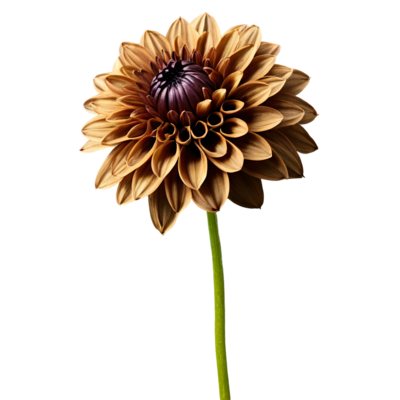 Brown Flowers PNGs for Free Download