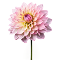 Nahansicht von ein atemberaubend Licht Rosa Pastell- Dahlie Blume mit detailliert Blütenblätter und Stengel isoliert transparent Hintergrund png